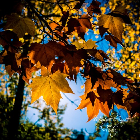hojas otoño cuadrado