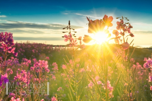 puesta-sol-flores-mini